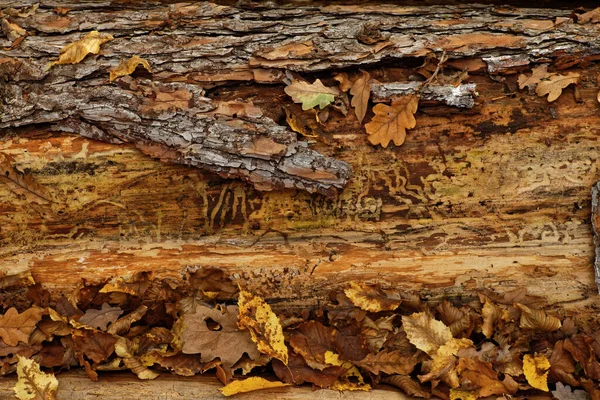 Autumnal Vanitas Concept Autumnal Foliage Front Decomposing Pine Trunk — Stock Photo, Image
