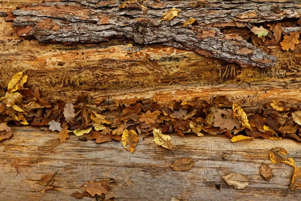 Autumnal Still Life Ept Autumnal Foliage Covering Decomposing Pine Trunk — Stock Photo, Image