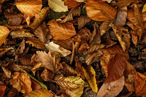 Conceito Cores Outonais Com Folhas Árvore Caída — Fotografia de Stock