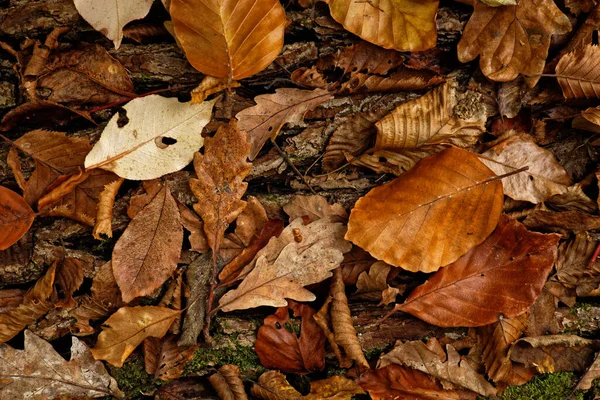 Jesienna Koncepcja Liśćmi Drzew Szczególnie Dębowych Bukowych — Zdjęcie stockowe