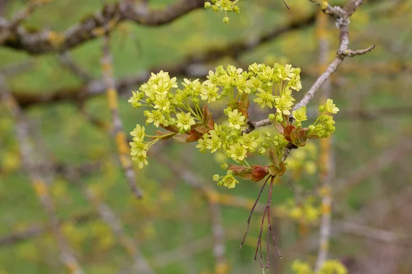 Ramo Com Florescência Noruega Maple Acer Platanoides — Fotografia de Stock