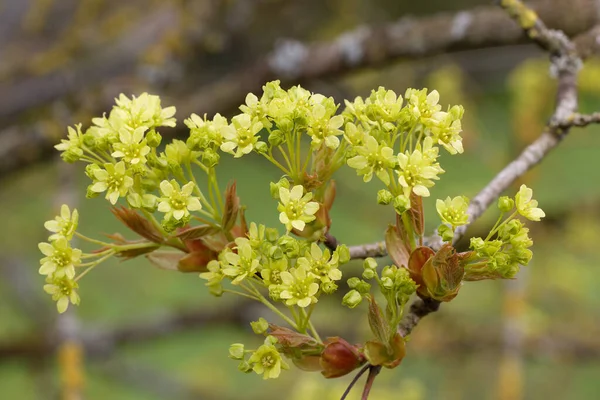 Kwitnienie Klonu Norweskiego Acer Platanoides Zbliżenie — Zdjęcie stockowe