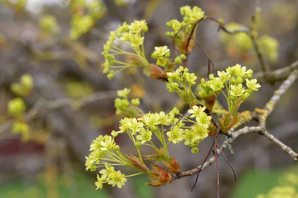 Kwitnący Klon Norweski Acer Platanoides Szczegóły — Zdjęcie stockowe