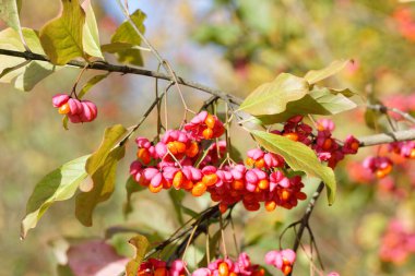 Branch with Leaves and Opened Seed Vessels of the European Spindle Tree - Euonymus europaeus - during autumn clipart