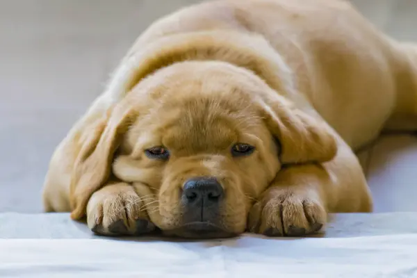 Golden Labrador Hund Sover Royaltyfria Stockbilder