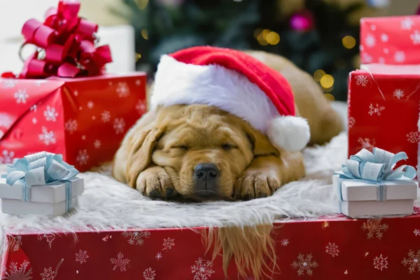 Golden Labrador Hund Sover Stockfoto