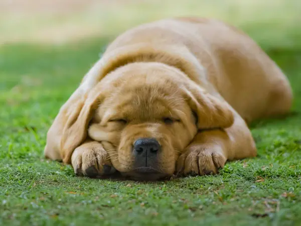 Anjing Labrador Emas Sedang Tidur Stok Gambar