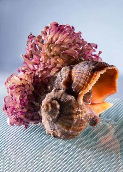 Морской Моллюск Черное Море Рапана Раковине Водоросли — стоковое фото