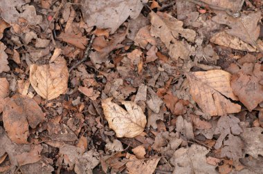 old fallen leaves lie on the ground. loseup background