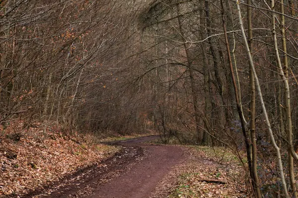 stock image Rural dirt road in the autumn forest with fallen leaves on the ground