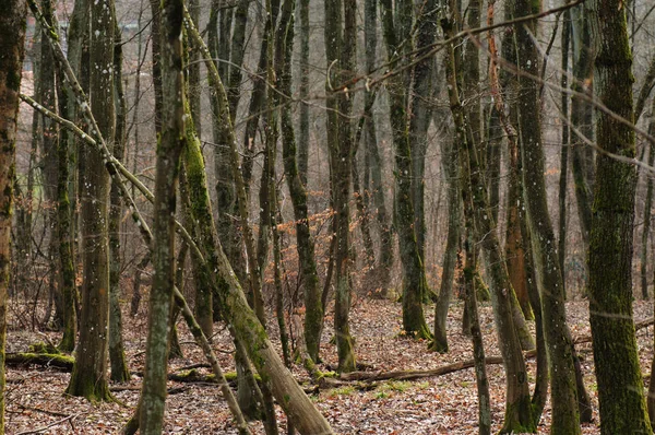 Sabaha Sisli Bir Orman Ormanda Ilkbaharın Başlarında — Stok fotoğraf
