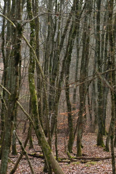 Fák Erdőben Ősszel Kora Reggel Erdőben — Stock Fotó