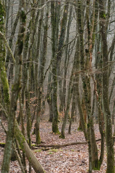 Höstskog Med Bara Träd Och Fallna Löv Förgrunden — Stockfoto