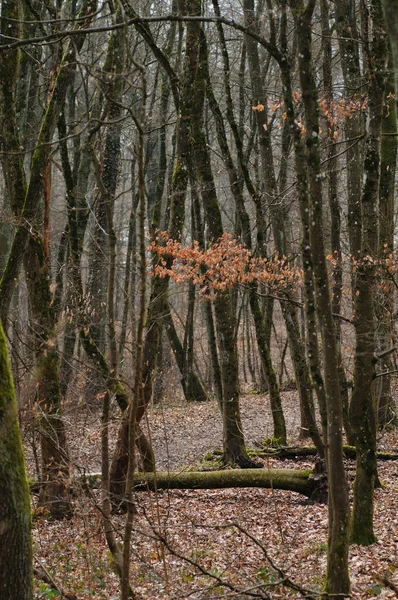 Forêt Automne Avec Arbres Nus Feuilles Tombées Premier Plan — Photo