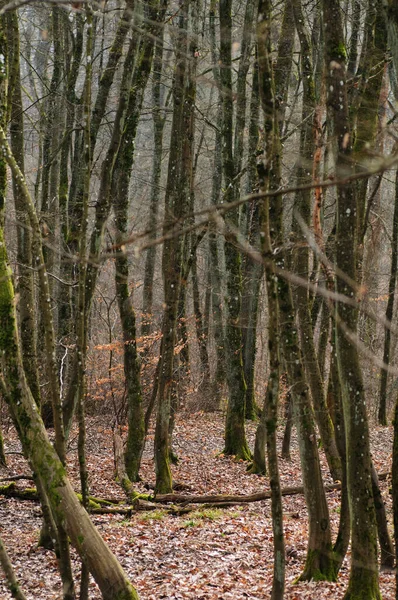 Forêt Automne Avec Arbres Nus Feuilles Tombées Premier Plan — Photo