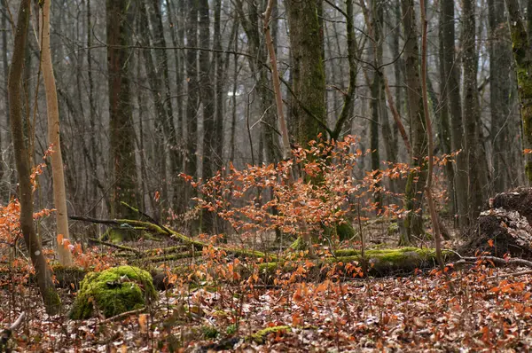 Efterår Skoven Årets Første Efterår - Stock-foto