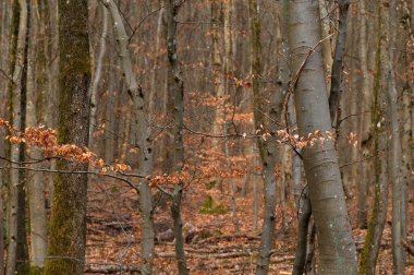 Sonbahar ormanındaki kayın ağaçları. Ormanda ilkbaharın başlarında.