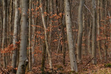 Sonbahar renklerinde kayın ormanı. Ormanda sonbaharın başlarında.