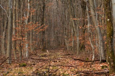 Sonbahar renklerinde kayın ormanı. Ormanda sonbaharın başlarında.