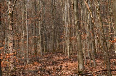 Sonbahar renklerinde kayın ormanı. Ormanda sonbaharın başlarında.