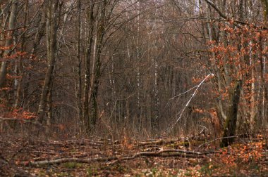 Sonbahar renklerinde kayın ormanı. Ormanda sonbaharın başlarında.