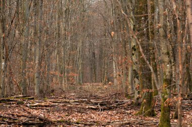 Sonbahar renklerinde kayın ormanı. Ormanda sonbaharın başlarında.