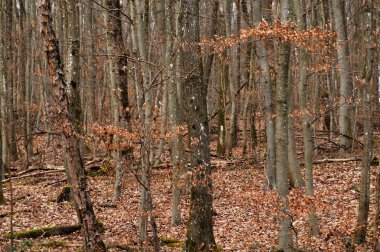 Sonbahar renklerinde kayın ormanı. Ormanda sonbaharın başlarında.