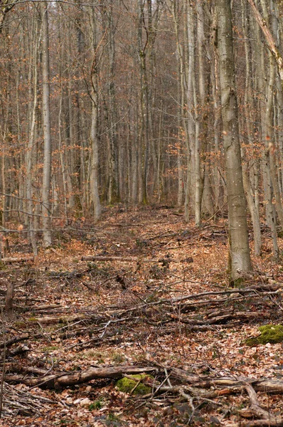 Буковые Леса Осеннего Цвета Ранняя Осень Лесу — стоковое фото