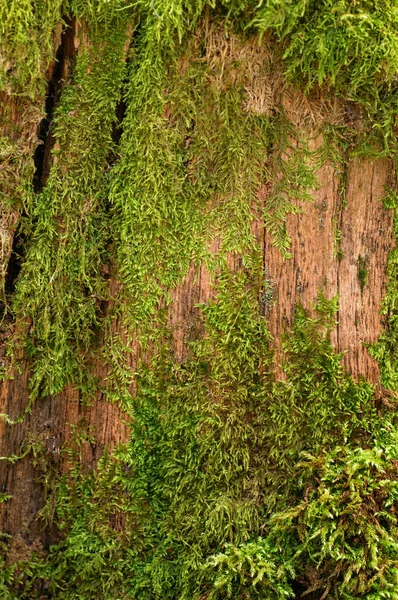 古い木の樹皮に緑の苔 自然背景 — ストック写真