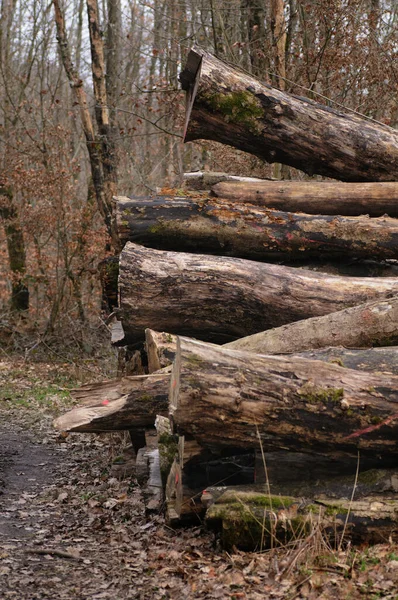 Tas Grumes Sur Une Route Campagne Dans Forêt Automne — Photo
