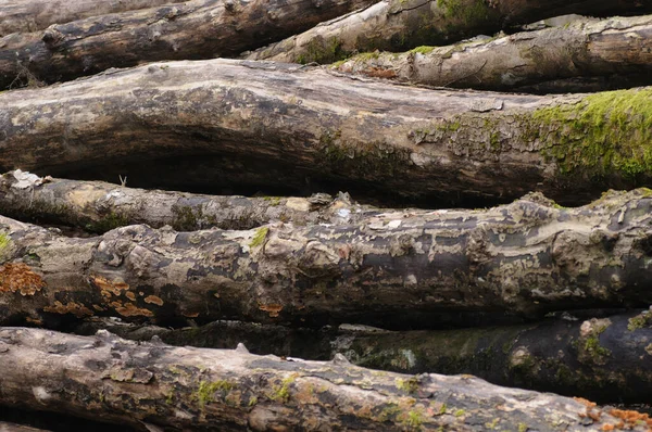 Ένας Σωρός Από Πεσμένους Κορμούς Στο Δάσος Επιλεκτική Εστίαση — Φωτογραφία Αρχείου