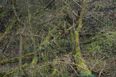 Devrilmiş ağaçların dokusu yosun ile kaplanmış.