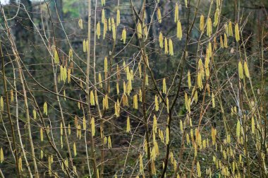 Hazel Hazel Catkins İlkbaharın başında ormanda.