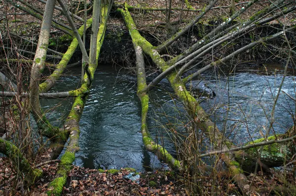 その小さな川は早春に森の中を流れる — ストック写真