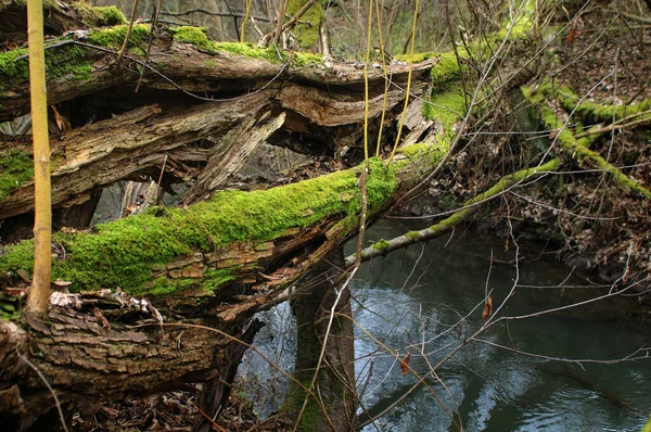 Моторошне Старе Дерево Над Річкою Весняному Лісі — стокове фото