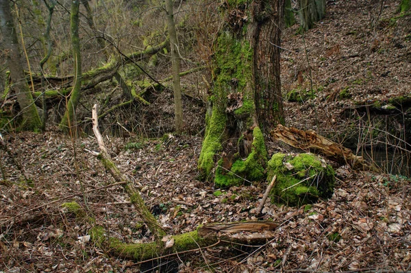 Staré Stromy Pokryté Mechem Lese Podzimní Sezóně — Stock fotografie