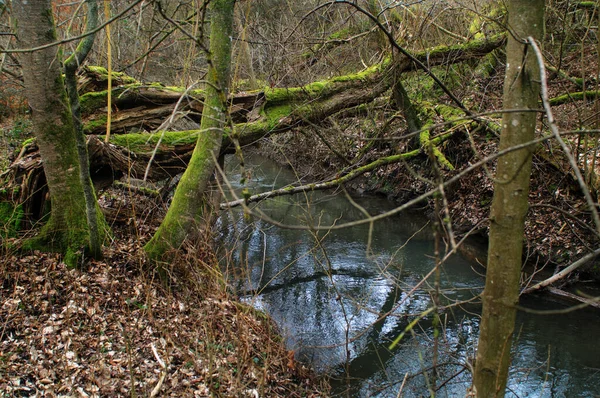 森の中の川 春の風景 森の中の川 — ストック写真