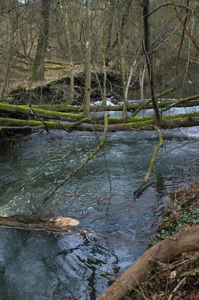 Rio Floresta Inverno Fluxo Água Floresta — Fotografia de Stock