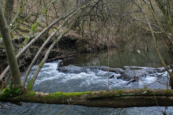 森の中の倒木 川と春の風景 — ストック写真