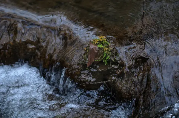 개울에 바위들 위에이끼 아름다운 자연적 — 스톡 사진