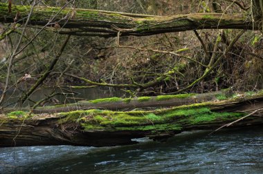 Nehirdeki yosunlu ağaç dalları, fotoğrafa yakın çekim.