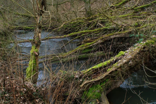 Моховинні Дерева Ростуть Березі Невеликої Річки — стокове фото