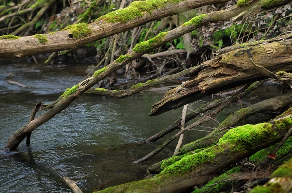 その上に苔で川の真ん中に倒木 — ストック写真