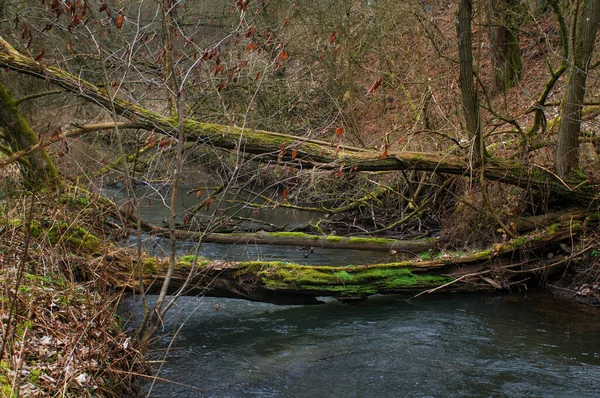 Ένα Πεσμένο Δέντρο Στην Όχθη Ενός Ποταμού Στο Δάσος — Φωτογραφία Αρχείου