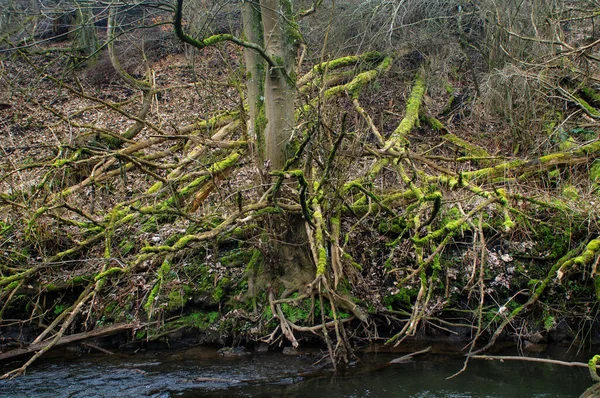 Arbres Tombés Sur Rive Une Rivière Dans Forêt — Photo