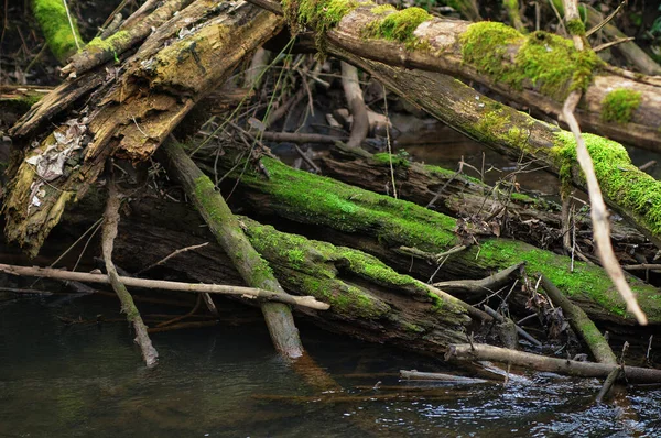 stock image Fallen trees in the river. River in the spring forest.