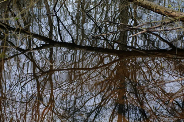 Reflet Des Arbres Dans Eau Étang Dans Forêt — Photo