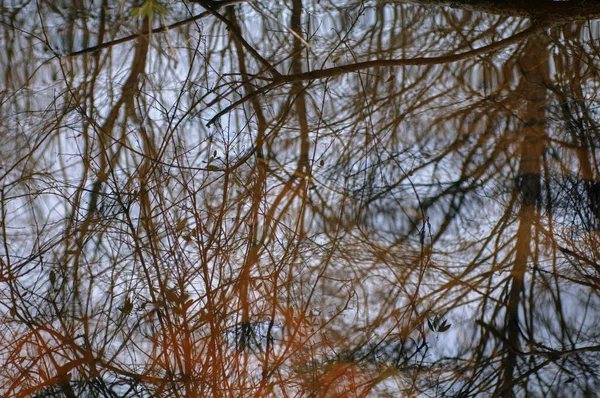 Reflexion Von Bäumen Einer Pfütze Hintergrund Der Abstrakten Natur — Stockfoto