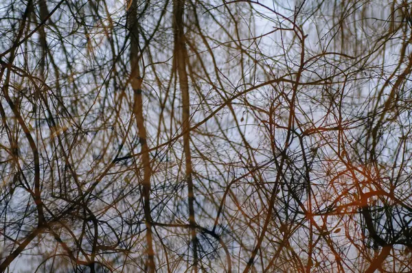 Отражение Деревьев Озере Абстрактный Фон Дизайна — стоковое фото