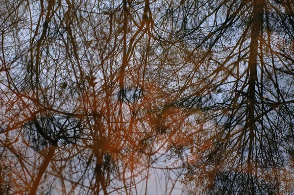 Отражение Деревьев Воде Абстрактный Фон Дизайна — стоковое фото